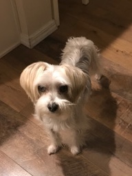 Hypoallergenic Male Maltese/Yorkie Mix