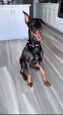 11 month Doberman