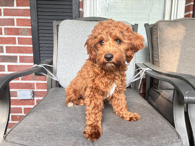 Cavapoo – CKC Registered Cavapoo Puppies – 6 months old – Commerce