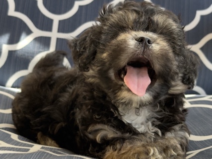 Maltese – Maltipoo – Ocoee