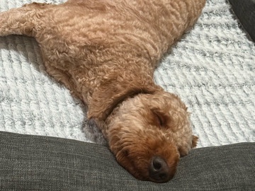 Cavachon – new home – Philadelphia