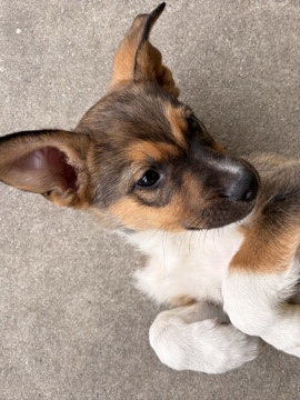 German Shepherd – male puppy looking for forever home – San Bernardino