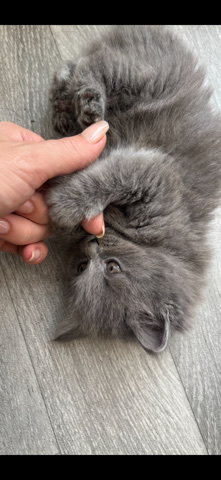 Nebelung – pedigree Nebelung kittens grey/blue/lilac
