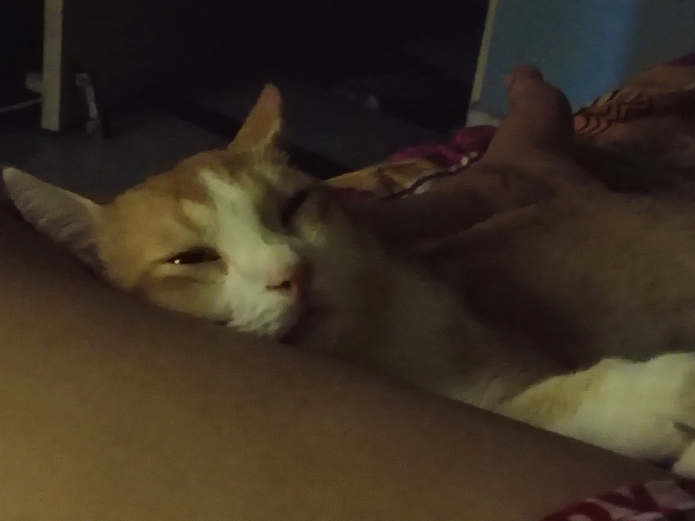 Rehoming My cat due to healthissues.. 