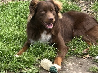 Miniature Australian Shepherd – Mini Aussie Purebred – Conroe