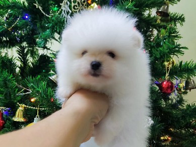Pomeranian – Lulu da Pomerânia