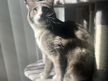 Others - sweet well trained cutie available for adoption in Phoenix