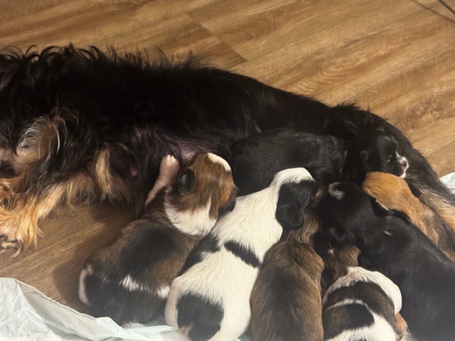 Shih Poo – puppy for sale – Brooklyn Center