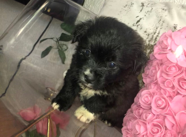 Yorkshire Terrier – Chiweenie Yorkie Mixed Litter x6 (Female)