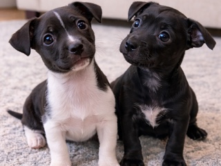 Chinese Chongqing Dog – chihuahua puppies – Moreno Valley