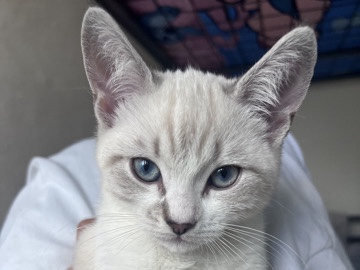 British Shorthair – British Kurzhaar – Berlin