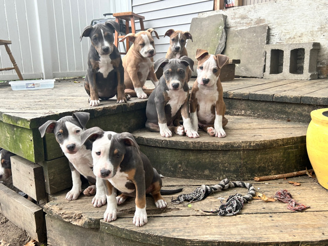 American Pit Bull Terrier – American pitbull ***-0223 hit me up