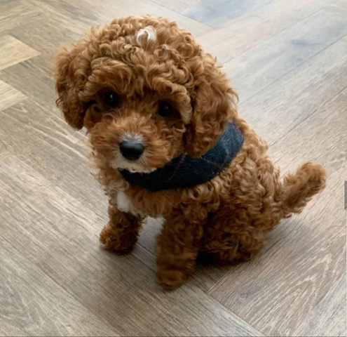 Poodle – adorable poodle puppie ready for adoption