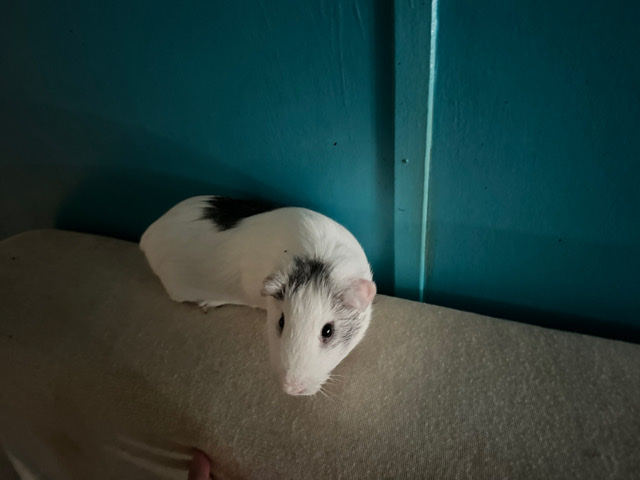 Guinea pig
