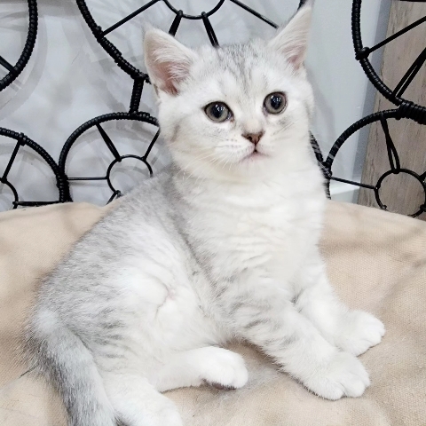 Scottish Fold – Scottish straight girl