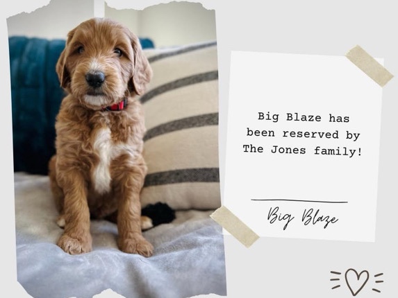 Poodle – GoldenDoodle – University Park