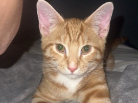American Shorthair – kitten