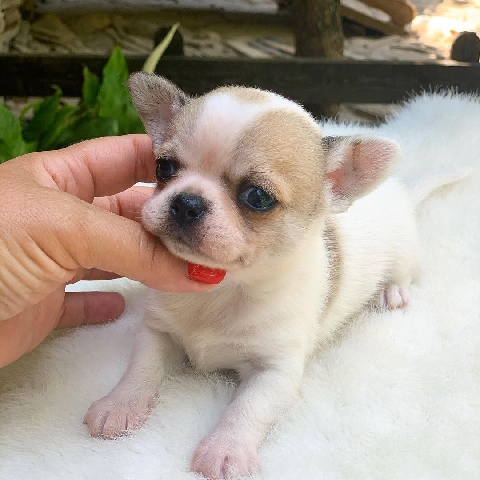 Chihuahua – Teacup puppy