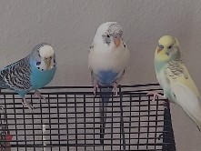 Budgerigar – Parakeets