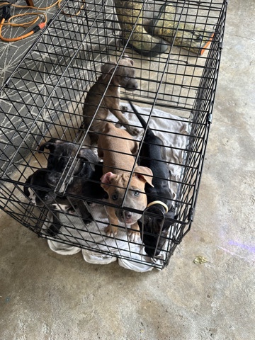 Pit puppies
