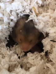 Babby hampstrs ❤️❤️