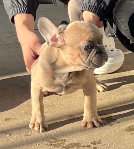 frenchie