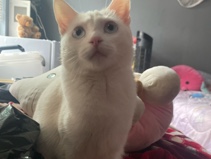 Turkish Angora – Beautiful 1-Year-Old Turkish Angora Cat in Los Angeles – Los Angeles