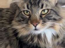 Maine Coon