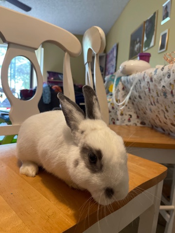 English Spot – family friendly male Rabbit
