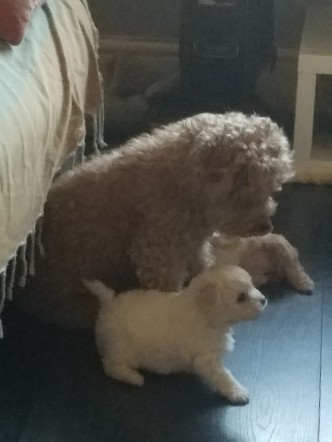Poodle – poochon puppies for sale