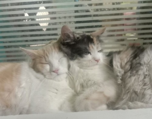 Persian (Modern) – cats
