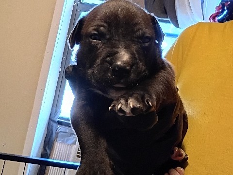 American Pit Bull Terrier – American Pit Bull Terrier Puppy – 4 Weeks Old – Albertson