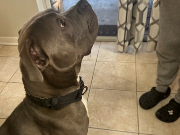 American Pit Bull Terrier – 🐾 Heartbreaking Rehoming Post — Wesley Chapel/Pasco County 🐾 – Wesley Chapel