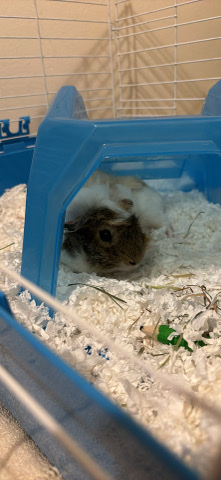 Any – Guinea Pig + Cage, Bedding, Hay, Food, Treats, Water & Feeding Station, Igloo, & Chew Toys