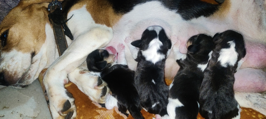 Beagle – Beagle puppy available here