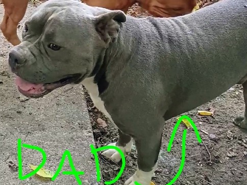 Bully pit puppy's – Garland