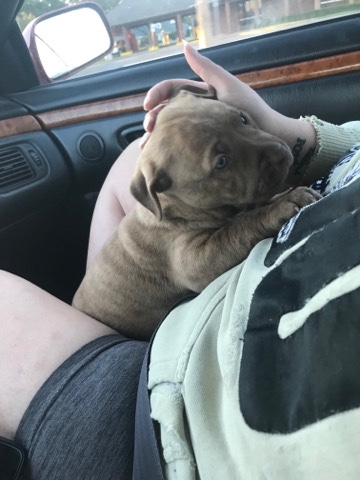 American Pit Bull Terrier – full blooded red nose 2 month year old pitbull