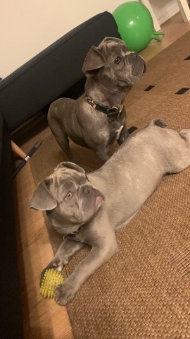 French Bulldog – French Bulldog smoky grey