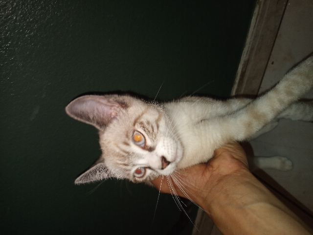 Snow Bengal Cat