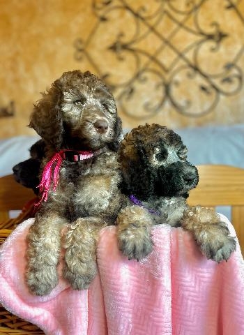 Poodle – Standard Poodle Puppies NW South Dakota