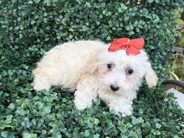 Maltipoo - Playful Maltipoo  available for adoption in Whittier