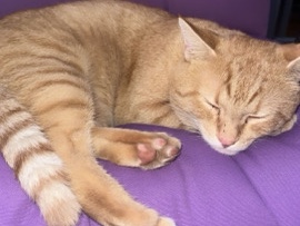 American Shorthair – Milo – Washington