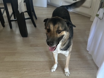 German Shepherd – German shepherd – Hemet