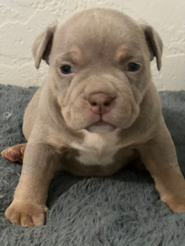 American bully puppies with blue eyes