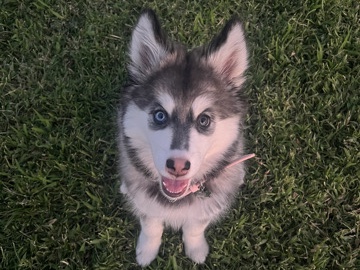 Alaskan Malamute – Alaskan Malamute