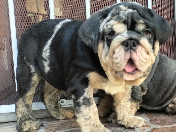 Bulldog - bulldog available for adoption in Guadalajara