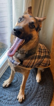 German Shepherd – Hans