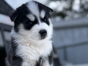Siberian Husky – Husky puppys – Apache Junction