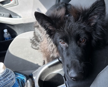German Shepherd – Pure bred black german shepherd – Skokie