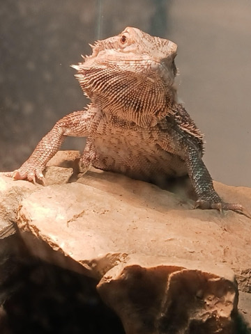 2 bearded dragons